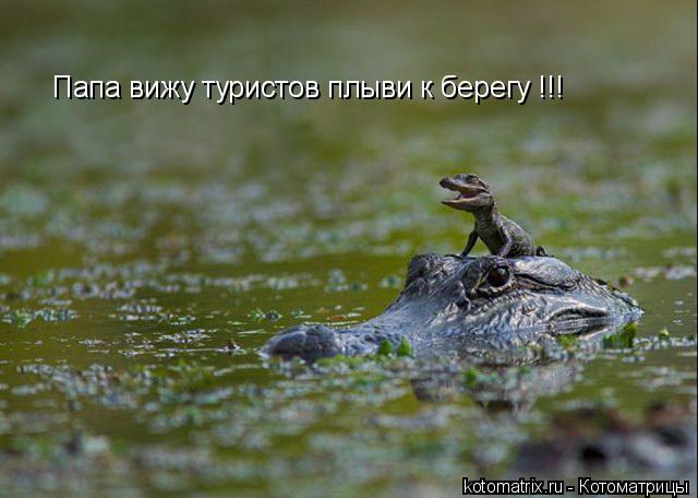 Папа вижу туристов плыви к берегу !!!... Котоматрица: Папа вижу туристов плыви к берегу !!!