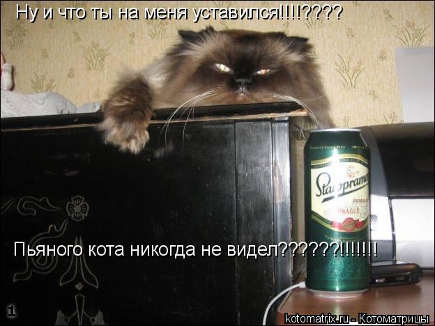 Ну и что ты на меня уставился!!!!???? Пьяного кота никогда не видел??????!!!!!!!... Котоматрица: Ну и что ты на меня уставился!!!!???? Пьяного кота никогда не видел??????!!!!!!!