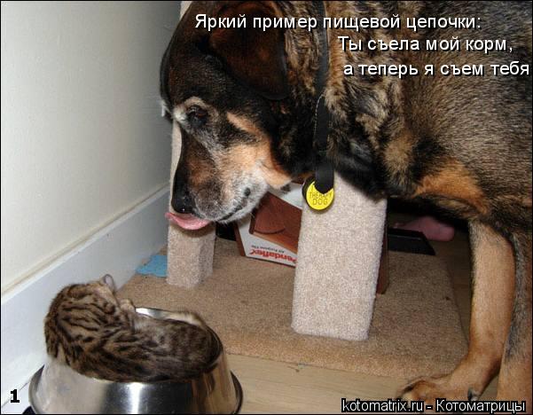 Яркий пример пищевой цепочки: Ты съела мой корм, а теперь я съем тебя... Котоматрица: Яркий пример пищевой цепочки: Ты съела мой корм, а теперь я съем тебя