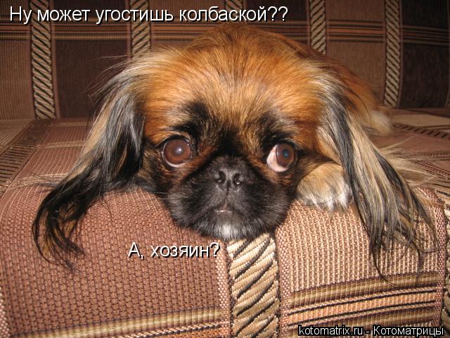 Ну может угостишь колбаской?? А, хозяин?... Котоматрица: Ну может угостишь колбаской?? А, хозяин?