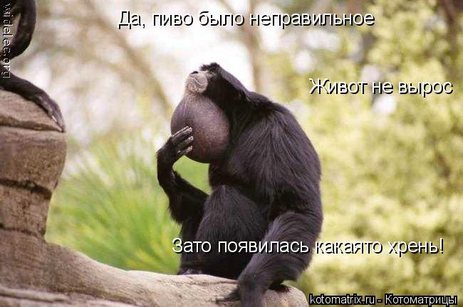 Да, пиво было неправильное Живот не вырос Зато появилась какаято хрень!... Котоматрица: Да, пиво было неправильное Живот не вырос Зато появилась какаято хрень!