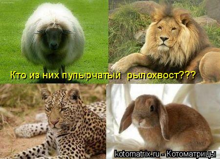 Котоматрица: Кто из них пупырчатый  рылохвост???