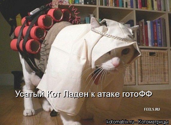 Котоматрица: Усатый Кот Ладен к атаке готоФФ