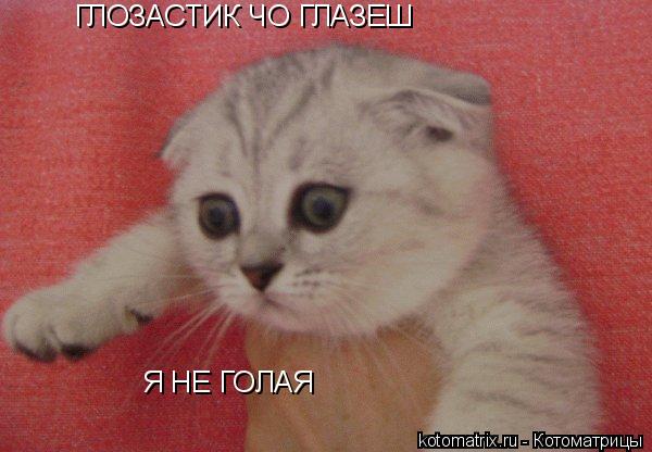 ГЛОЗАСТИК ЧО ГЛАЗЕШ Я НЕ ГОЛАЯ... Котоматрица: ГЛОЗАСТИК ЧО ГЛАЗЕШ Я НЕ ГОЛАЯ