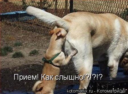Прием! Как слышно!?!?!?... Котоматрица: Прием! Как слышно!?!?!?