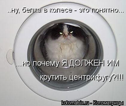 ..ну, белка в колесе - это понятно... ...но почему Я ДОЛЖЕН ИМ крутить центрифугу?!!!... Котоматрица: ..ну, белка в колесе - это понятно... ...но почему Я ДОЛЖЕН ИМ крутить центрифугу?!!!