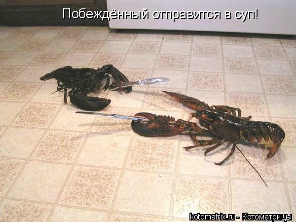 Побеждённый отправится в суп!... Котоматрица: Побеждённый отправится в суп!