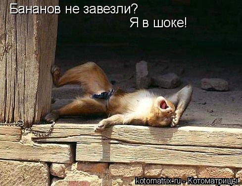 Бананов не завезли? Я в шоке!... Котоматрица: Бананов не завезли? Я в шоке!