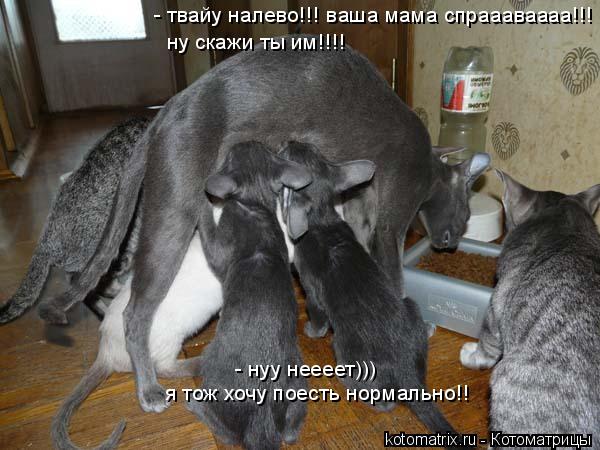 Котоматрица: - твайу налево!!! ваша мама спраааваааа!!! ну скажи ты им!!!! я тож хочу поесть нормально!! - нуу неееет)))