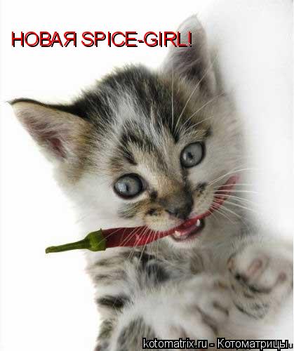 НОВАЯ SPICE-GIRL!... Котоматрица: НОВАЯ SPICE-GIRL!