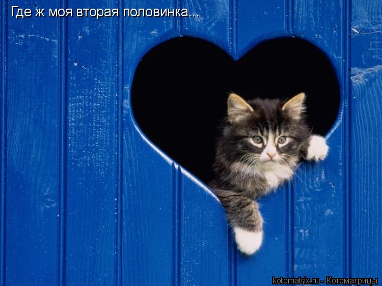 Где ж моя вторая половинка...... Котоматрица: Где ж моя вторая половинка...
