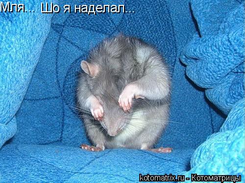 Мля... Шо я наделал...... Котоматрица: Мля... Шо я наделал...