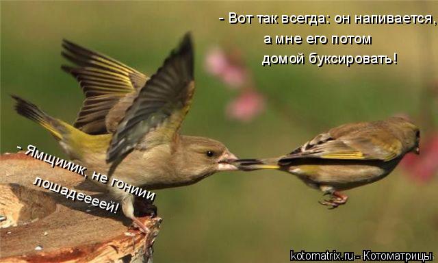 - Вот так всегда: он напивается, а мне его потом домой буксировать! - Ямщииик, не гониии лошадеееей!... Котоматрица: - Вот так всегда: он напивается, а мне его потом домой буксировать! - Ямщииик, не гониии лошадеееей!
