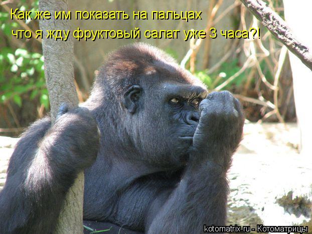 Как же им показать на пальцах что я жду фруктовый салат уже 3 часа?!... Котоматрица: Как же им показать на пальцах что я жду фруктовый салат уже 3 часа?!