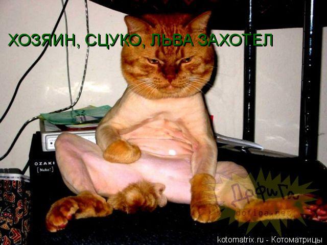 ХОЗЯИН, СЦУКО, ЛЬВА ЗАХОТЕЛ... Котоматрица: ХОЗЯИН, СЦУКО, ЛЬВА ЗАХОТЕЛ