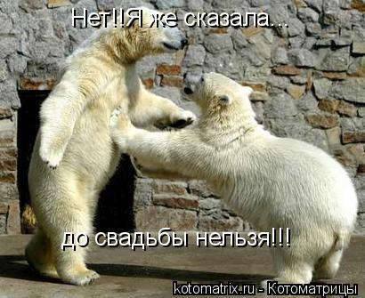 Нет!!Я же сказала... до свадьбы нельзя!!!... Котоматрица: Нет!!Я же сказала... до свадьбы нельзя!!!