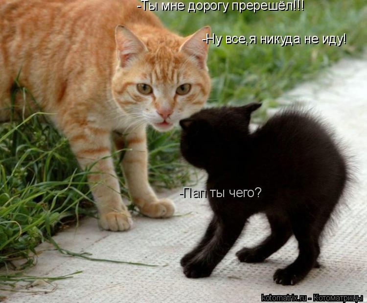 -Пап ты чего? -Ты мне дорогу пререшёл!!! -Ну все,я никуда не иду!... Котоматрица: -Пап ты чего? -Ты мне дорогу пререшёл!!! -Ну все,я никуда не иду!