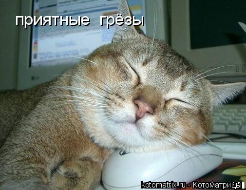 приятные грёзы... Котоматрица: приятные грёзы