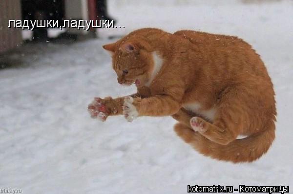 ладушки,ладушки...... Котоматрица: ладушки,ладушки...