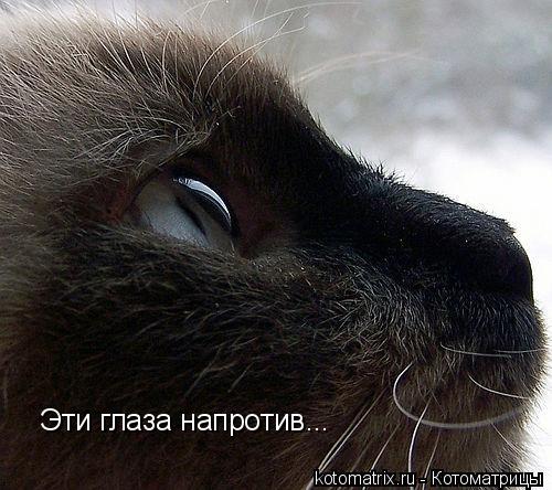 Котоматрица: Эти глаза напротив...