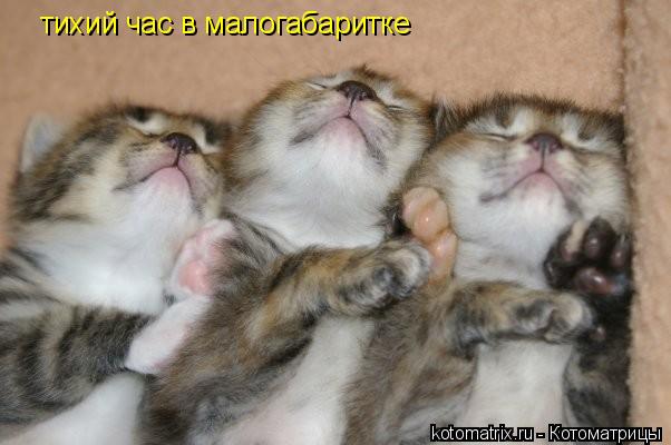 Котоматрица: тихий час в малогабаритке