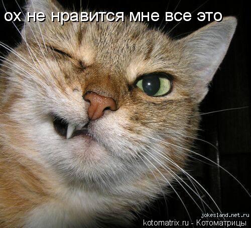 ох не нравится мне все это... Котоматрица: ох не нравится мне все это
