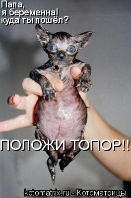Папа, я беременна! куда ты пошёл? ПОЛОЖИ ТОПОР!!!!!!!!!!!!!!!!!!!!!!!... Котоматрица: Папа, я беременна! куда ты пошёл? ПОЛОЖИ ТОПОР!!!!!!!!!!!!!!!!!!!!!!!