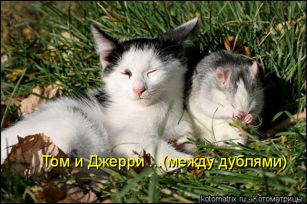 Котоматрица: Том и Джерри ...(между дублями)