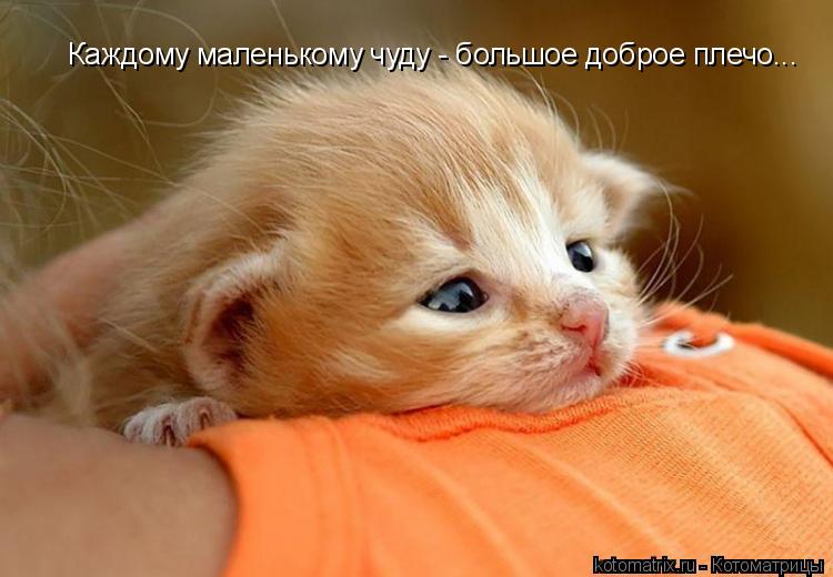 Каждому маленькому чуду - большое доброе плечо...... Котоматрица: Каждому маленькому чуду - большое доброе плечо...