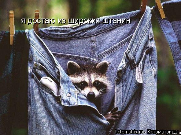 я достаю из широких штанин... Котоматрица: я достаю из широких штанин