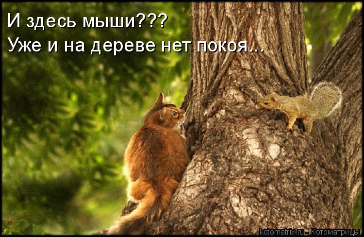 И здесь мыши??? Уже и на дереве нет покоя...... Котоматрица: И здесь мыши??? Уже и на дереве нет покоя...