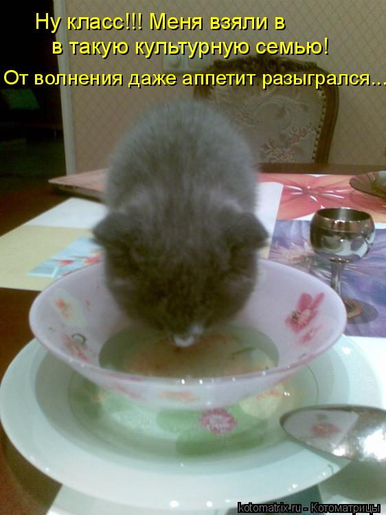 Ну класс!!! Меня взяли в в такую культурную семью! От волнения даже аппетит разыгрался...... Котоматрица: Ну класс!!! Меня взяли в в такую культурную семью! От волнения даже аппетит разыгрался...