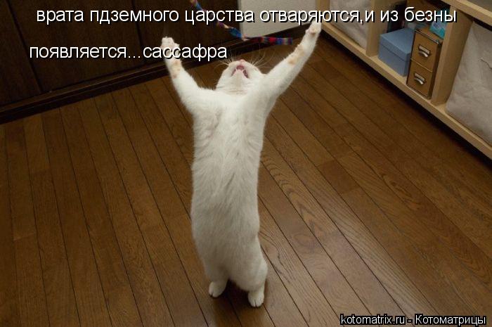 Котоматрица: врата пдземного царства отваряются,и из безны появляется...сассафра