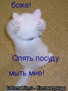 боже! Опять посуду мыть мне!... Котоматрица: боже! Опять посуду мыть мне!