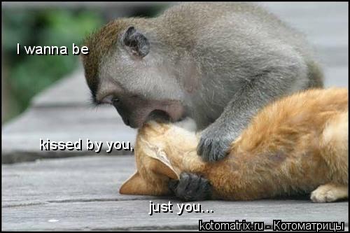 Котоматрица: I wanna be kissed by you, just you...