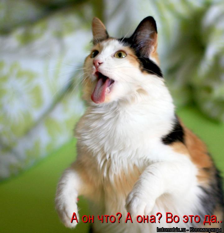 А он что? А она? Во это да...... Котоматрица: А он что? А она? Во это да...