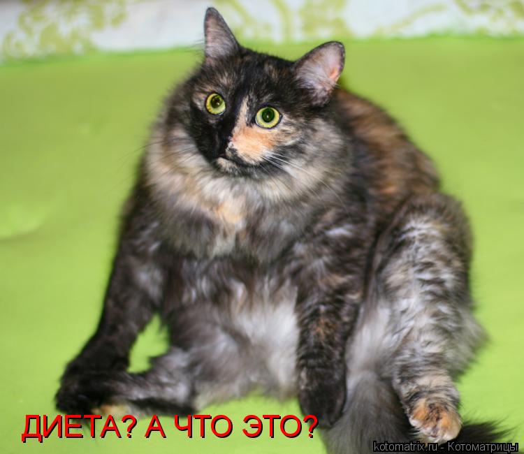 ДИЕТА? А ЧТО ЭТО?... Котоматрица: ДИЕТА? А ЧТО ЭТО?