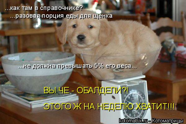 Котоматрица: ...как там в справочнике? ...разовая порция еды для щенка ...не должна превышать 5% его веса... ВЫ ЧЕ - ОБАЛДЕЛИ?! ЭТОГО Ж НА НЕДЕЛЮ ХВАТИТ!!!