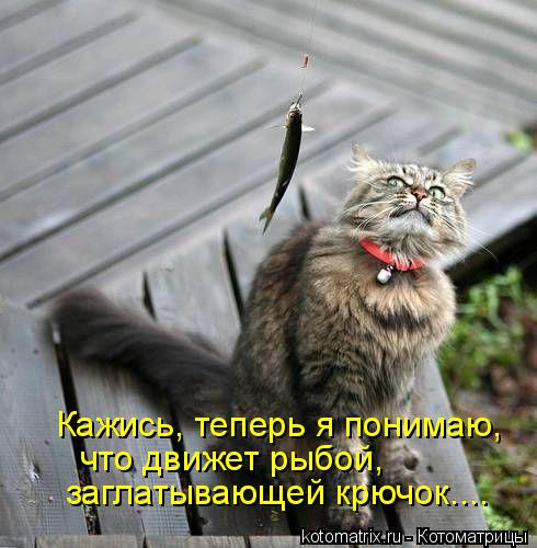 Котоматрица: Кажись, теперь я понимаю, что движет рыбой,  заглатывающей крючок....