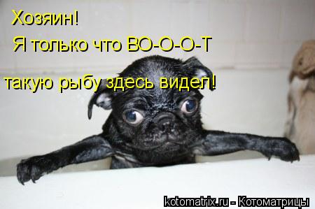Хозяин! Я только что ВО-О-О-Т такую рыбу здесь видел!... Котоматрица: Хозяин! Я только что ВО-О-О-Т такую рыбу здесь видел!