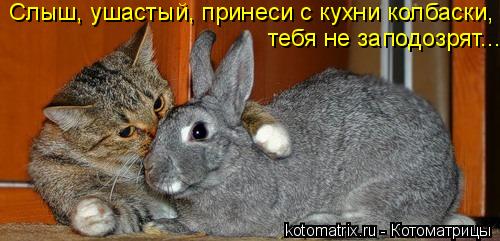 Котоматрица: Слыш, ушастый, принеси с кухни колбаски, тебя не заподозрят....