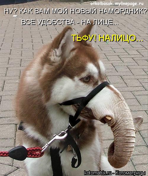 НУ? КАК ВАМ МОЙ НОВЫЙ НАМОРДНИК?!!! ВСЕ УДОБСТВА - НА ЛИЦЕ... ТЬФУ! НАЛИЦО...... Котоматрица: НУ? КАК ВАМ МОЙ НОВЫЙ НАМОРДНИК?!!! ВСЕ УДОБСТВА - НА ЛИЦЕ... ТЬФУ! НАЛИЦО...