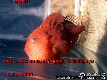 Черт!!! Опять хозяин вместо воды в аквариум водку залил...... Котоматрица: Черт!!! Опять хозяин вместо воды в аквариум водку залил...