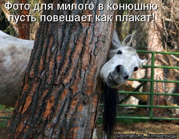 Фото для милого в конюшню пусть повешает как плакат!... Котоматрица: Фото для милого в конюшню пусть повешает как плакат!