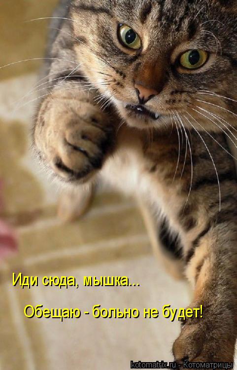 Обещаю - больно не будет! Иди сюда, мышка...... Котоматрица: Обещаю - больно не будет! Иди сюда, мышка...