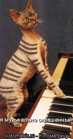Котоматрица: я музыкально окрашенный кот