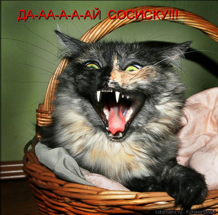 ДА-АА-А-А-АЙ СОСИСКУ!!!... Котоматрица: ДА-АА-А-А-АЙ СОСИСКУ!!!