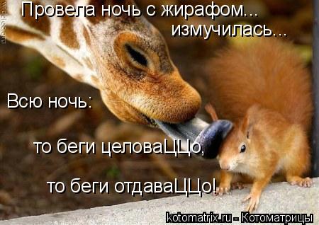 Котоматрица: измучилась... то беги целоваЦЦо,  то беги отдаваЦЦо! Всю ночь: Провела ночь с жирафом...