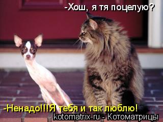 -Хош, я тя поцелую? -Ненадо!!!Я тебя и так люблю!... Котоматрица: -Хош, я тя поцелую? -Ненадо!!!Я тебя и так люблю!
