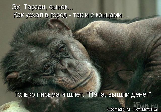 Эх, Тарзан, сынок... Как уехал в город - так и с концами... Только письма и шлет: "Папа, вышли денег... Котоматрица: Эх, Тарзан, сынок... Как уехал в город - так и с концами... Только письма и шлет: "Папа, вышли денег".